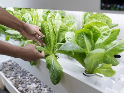 Gigziee_How to Make DIY Hydroponic Garden at Home