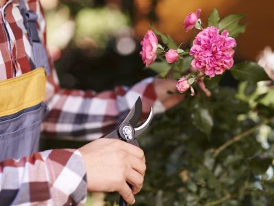 Gigziee_15 Perennials to Cut Back in Fall
