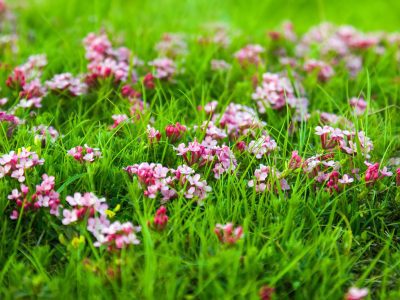 Gigziee_How to Create a Wildflower front yard