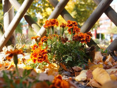 Gigziee_Planting Tips for Vibrant Seasonal Blooms
