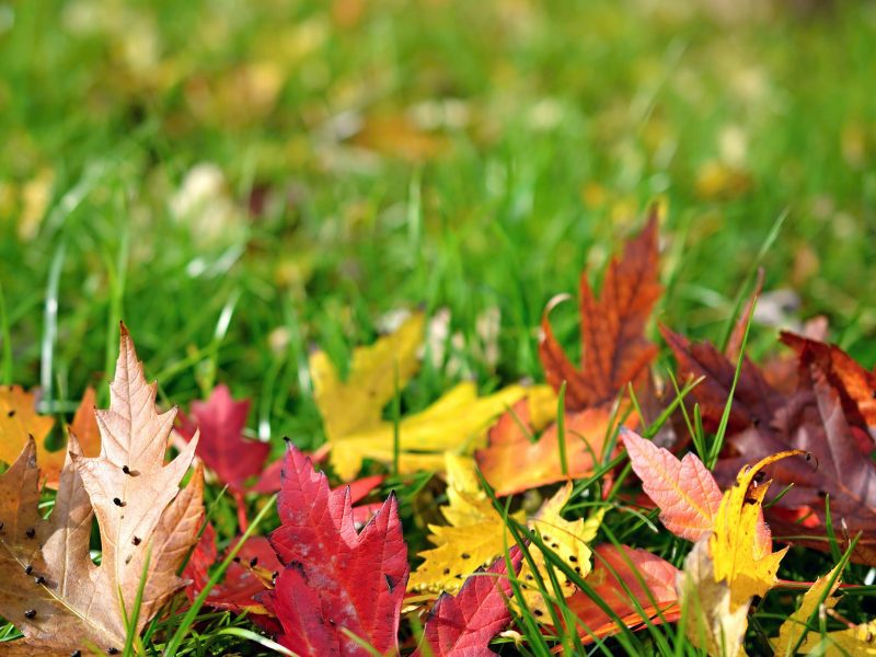 Gigziee_Tips for Planting Grass Seed in Fall