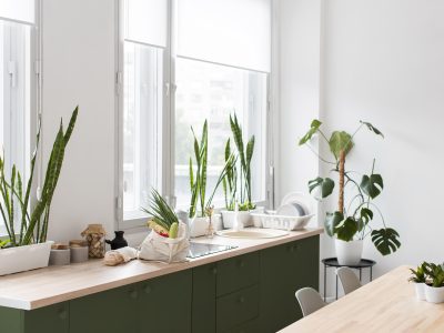 Gigziee_Houseplants That Will Thrive in Your Kitchen