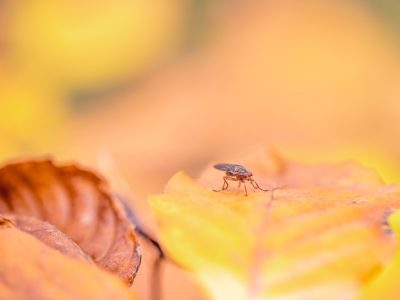 Gigziee_How to Manage the Most Annoying Fall Pests